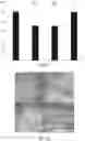 Fig. 07 - Peptides and compositions for use in cosmetics