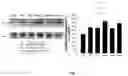 Fig. 04 - COMBINATION THERAPEUTICS AND METHODS FOR THE TREATMENT OF NEURODEGENERATIVE AND OTHER DISEASES