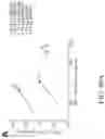 Fig. 137 - COMPOSITIONS AND METHODS FOR MODULATING METABOLIC REGULATORS OF T CELL PATHOGENICITY