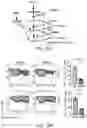 Fig. 83 - COMPOSITIONS AND METHODS FOR MODULATING METABOLIC REGULATORS OF T CELL PATHOGENICITY