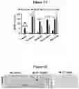 Fig. 09 - METHODS AND COMPOSITIONS FOR TREATMENT OF L YSOSOMAL STORAGE DISORDER