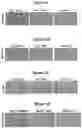 Fig. 12 - METHODS AND COMPOSITIONS FOR TREATMENT OF L YSOSOMAL STORAGE DISORDER