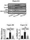 Fig. 15 - METHODS AND COMPOSITIONS FOR TREATMENT OF L YSOSOMAL STORAGE DISORDER