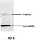 Fig. 09 - Methods Of Treating Fabry Disease In Patients Having The G9331A Mutation In The GLA Gene