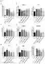 Fig. 04 - PHARMACEUTICAL COMPOSITION FOR PREVENTING AND TREATING DIABETIC NEPHROPAPHY INCLUDING ADENOSINE DERIVATIVE