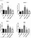 Fig. 11 - PHARMACEUTICAL COMPOSITION FOR PREVENTING AND TREATING DIABETIC NEPHROPAPHY INCLUDING ADENOSINE DERIVATIVE