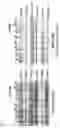 Fig. 21 - PHARMACEUTICAL COMPOSITION FOR PREVENTING AND TREATING DIABETIC NEPHROPAPHY INCLUDING ADENOSINE DERIVATIVE