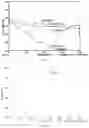 Fig. 12 - Eutectic form A of Elagolix and pyrimethamine, preparation method therefor and use thereof
