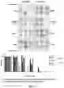 Fig. 06 - Replication stress pathway agent compositions and methods for treating cancer