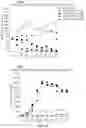 Fig. 35 - Replication stress pathway agent compositions and methods for treating cancer