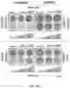 Fig. 41 - Replication stress pathway agent compositions and methods for treating cancer