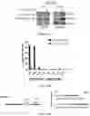 Fig. 43 - Replication stress pathway agent compositions and methods for treating cancer