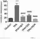 Fig. 02 - PHARMACEUTICAL COMPOSITION COMPRISING 6-DIAZO-5-OXO-L-NORLEUCINE FOR TREATING INFLAMMATORY SKIN DISEASE