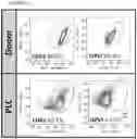 Fig. 06 - NOVEL ANUCLEATED CELLS AND USES THEREOF