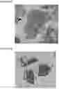 Fig. 08 - NOVEL ANUCLEATED CELLS AND USES THEREOF