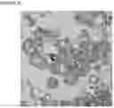 Fig. 09 - NOVEL ANUCLEATED CELLS AND USES THEREOF