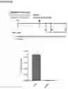 Fig. 13 - NOVEL ANUCLEATED CELLS AND USES THEREOF