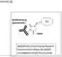 Fig. 14 - NOVEL ANUCLEATED CELLS AND USES THEREOF