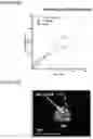 Fig. 17 - NOVEL ANUCLEATED CELLS AND USES THEREOF