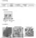 Fig. 20 - NOVEL ANUCLEATED CELLS AND USES THEREOF