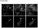 Fig. 29 - NOVEL ANUCLEATED CELLS AND USES THEREOF