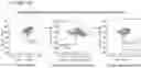 Fig. 33 - NOVEL ANUCLEATED CELLS AND USES THEREOF