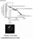 Fig. 35 - NOVEL ANUCLEATED CELLS AND USES THEREOF
