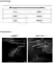 Fig. 37 - NOVEL ANUCLEATED CELLS AND USES THEREOF