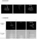 Fig. 41 - NOVEL ANUCLEATED CELLS AND USES THEREOF