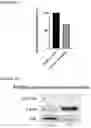 Fig. 44 - NOVEL ANUCLEATED CELLS AND USES THEREOF