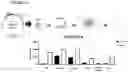 Fig. 55 - NOVEL ANUCLEATED CELLS AND USES THEREOF