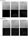 Fig. 57 - NOVEL ANUCLEATED CELLS AND USES THEREOF