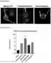 Fig. 59 - NOVEL ANUCLEATED CELLS AND USES THEREOF