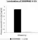 Fig. 01 - Extracellular vesicles isolated from genetically modified cells over-expressing SERPINB3 for use in medicine