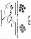 Fig. 45 - METHODS TO ENHANCE T CELL REGENERATION