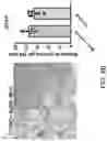 Fig. 52 - METHODS TO ENHANCE T CELL REGENERATION