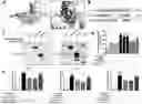 Fig. 01 - COMPOSITION FOR PREVENTING OR TREATING NEUROINFLAMMATORY DISORDERS, COMPRISING BEE VENOM EXTRACT AS ACTIVE INGREDIENT