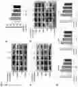 Fig. 06 - COMPOSITION FOR PREVENTING OR TREATING NEUROINFLAMMATORY DISORDERS, COMPRISING BEE VENOM EXTRACT AS ACTIVE INGREDIENT