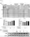 Fig. 13 - COMPOSITION FOR PREVENTING OR TREATING NEUROINFLAMMATORY DISORDERS, COMPRISING BEE VENOM EXTRACT AS ACTIVE INGREDIENT
