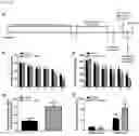 Fig. 15 - COMPOSITION FOR PREVENTING OR TREATING NEUROINFLAMMATORY DISORDERS, COMPRISING BEE VENOM EXTRACT AS ACTIVE INGREDIENT