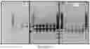 Fig. 14 - MICROBIAL STRAINS FOR VIRUS INHIBITION