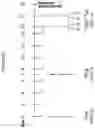 Fig. 13 - METHOD OF TREATING AND/OR PREVENTING ASTHMA, ASTHMA EXACERBATIONS, ALLERGIC ASTHMA AND/OR ASSOCIATED CONDITIONS WITH MICROBIOTA RELATED TO RESPIRATORY DISORDERS