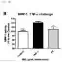 Fig. 08 - NOVEL BIFIDOBACTERIUM LONGUM STRAIN OR COSMETIC COMPOSITION COMPRISING SAME
