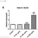 Fig. 09 - NOVEL BIFIDOBACTERIUM LONGUM STRAIN OR COSMETIC COMPOSITION COMPRISING SAME