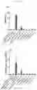 Fig. 02 - COMPOSITION COMPRISING LACTOBACILLUS PLANTARUM FOR PREVENTING AND/OR TREATING MENTAL ILLNESS