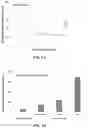 Fig. 02 - Adeno-Associated Virus Vector Formulations and Methods