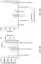 Fig. 12 - ONCOLYTIC VIRUSES AND METHODS FOR USING ONCOLYTIC VIRUSES
