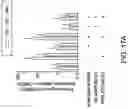 Fig. 23 - ONCOLYTIC VIRUSES AND METHODS FOR USING ONCOLYTIC VIRUSES