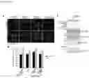 Fig. 25 - Compositions for treating heart disease by inhibiting the action of mAKAP-β