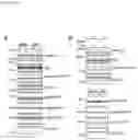 Fig. 31 - Compositions for treating heart disease by inhibiting the action of mAKAP-β